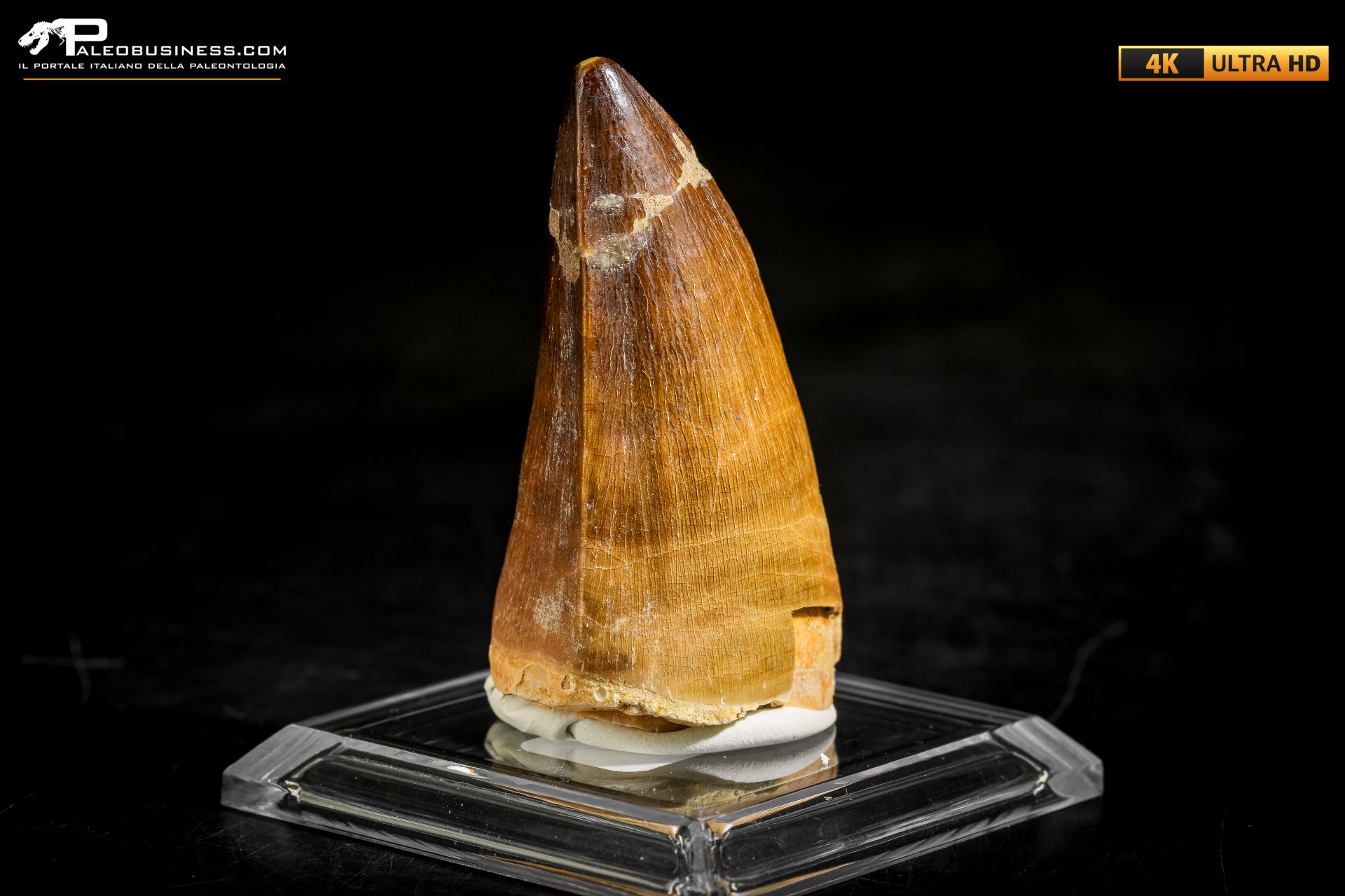 Dente fossile di Mosasaurus sp.