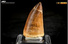 Dente fossile di Mosasaurus sp.