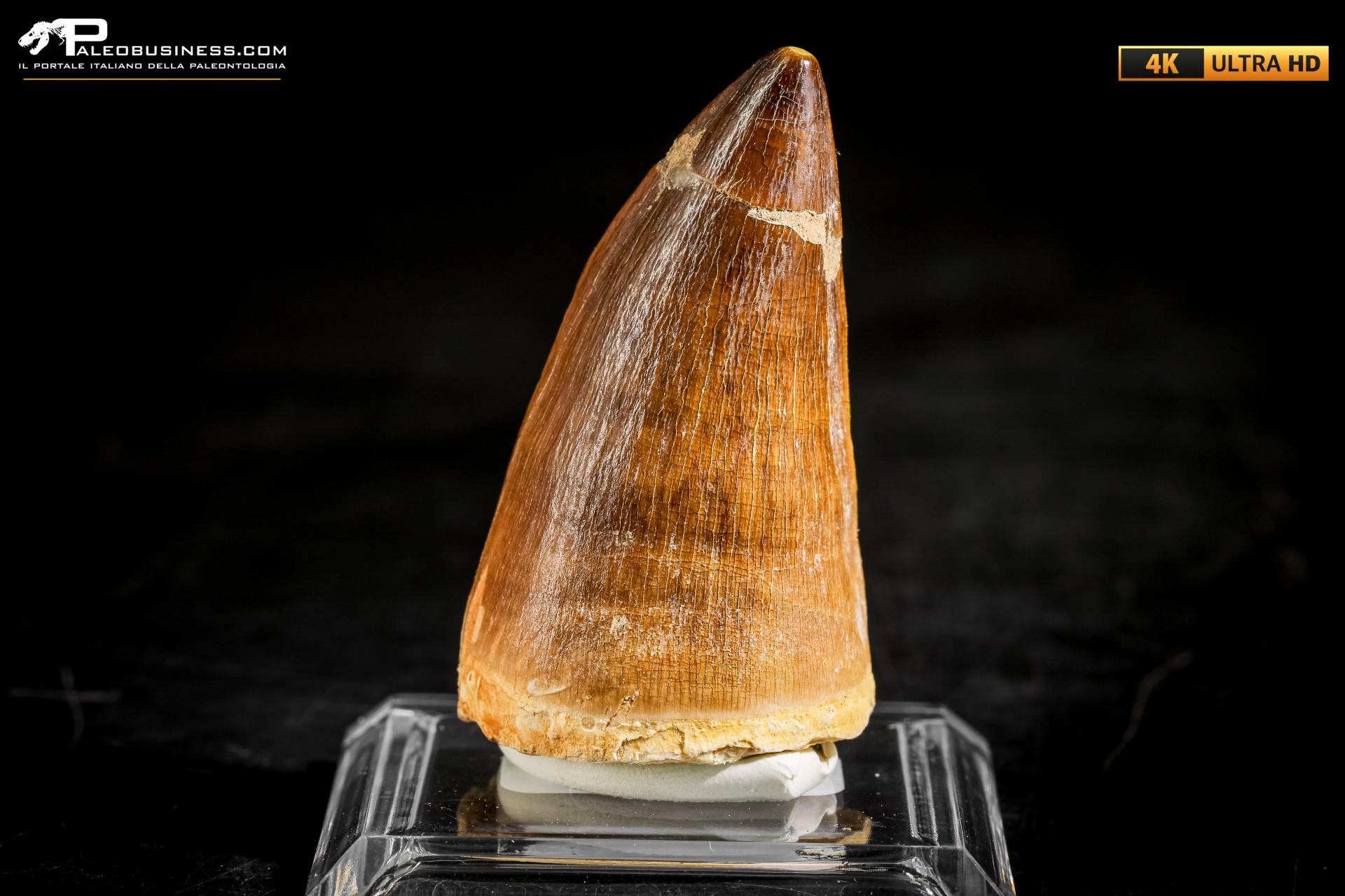 Dente fossile di Mosasaurus sp.