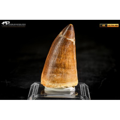 Dente fossile di Mosasaurus sp.
