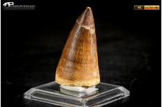 Dente fossile di Mosasaurus sp.