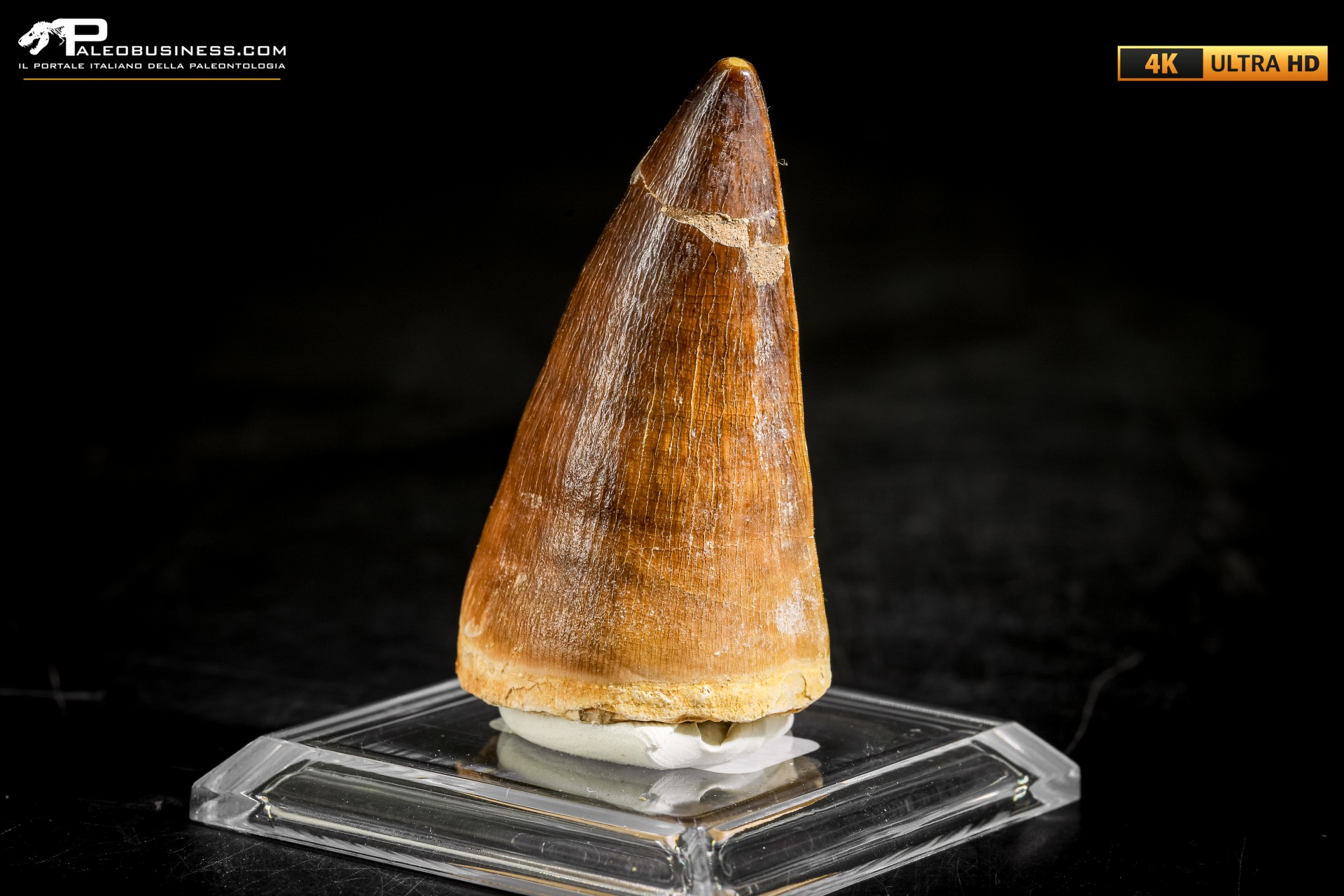 Dente fossile di Mosasaurus sp.
