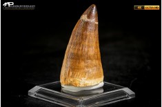 Dente fossile di Mosasaurus sp.