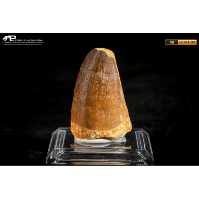 Dente fossile di Mosasaurus sp.