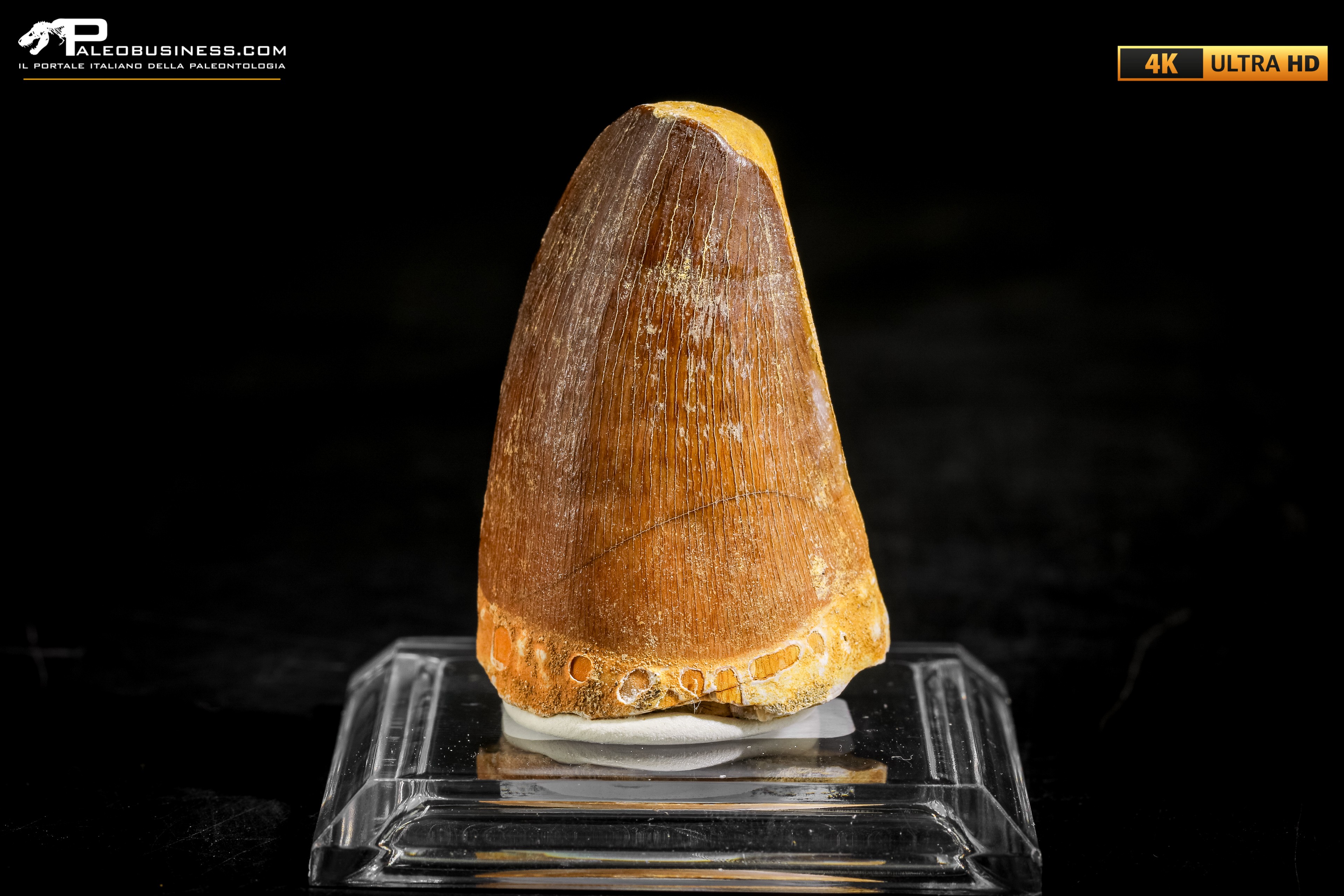 Dente fossile di Mosasaurus sp.
