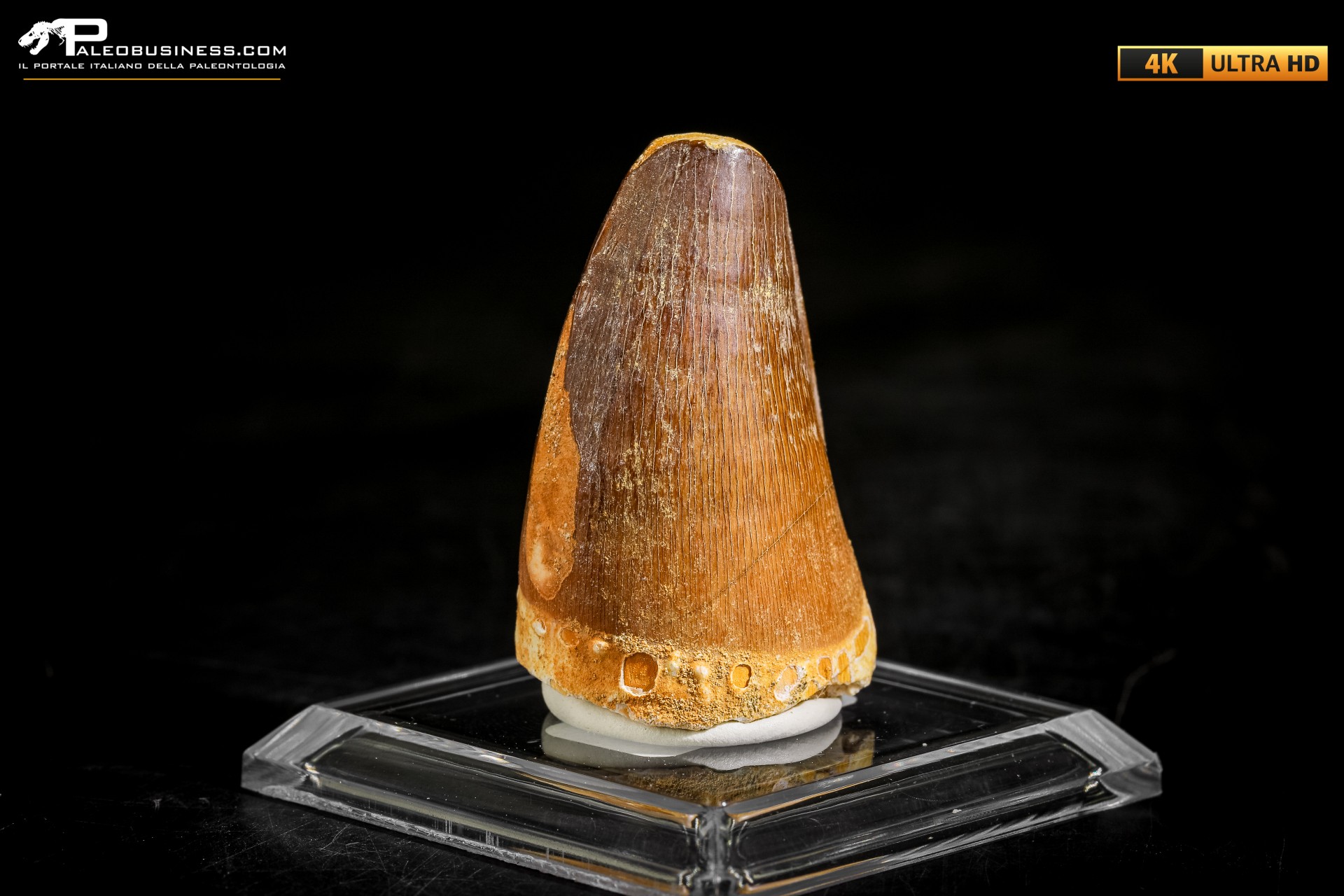 Dente fossile di Mosasaurus sp.