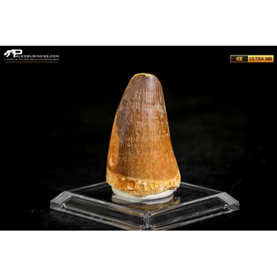 Dente fossile di Mosasaurus sp.
