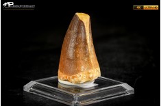 Dente fossile di Mosasaurus sp.