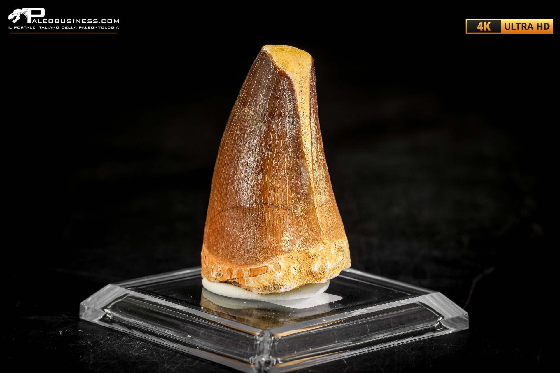 Dente fossile di Mosasaurus sp.