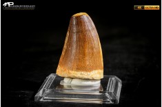 Dente fossile di Mosasaurus sp.