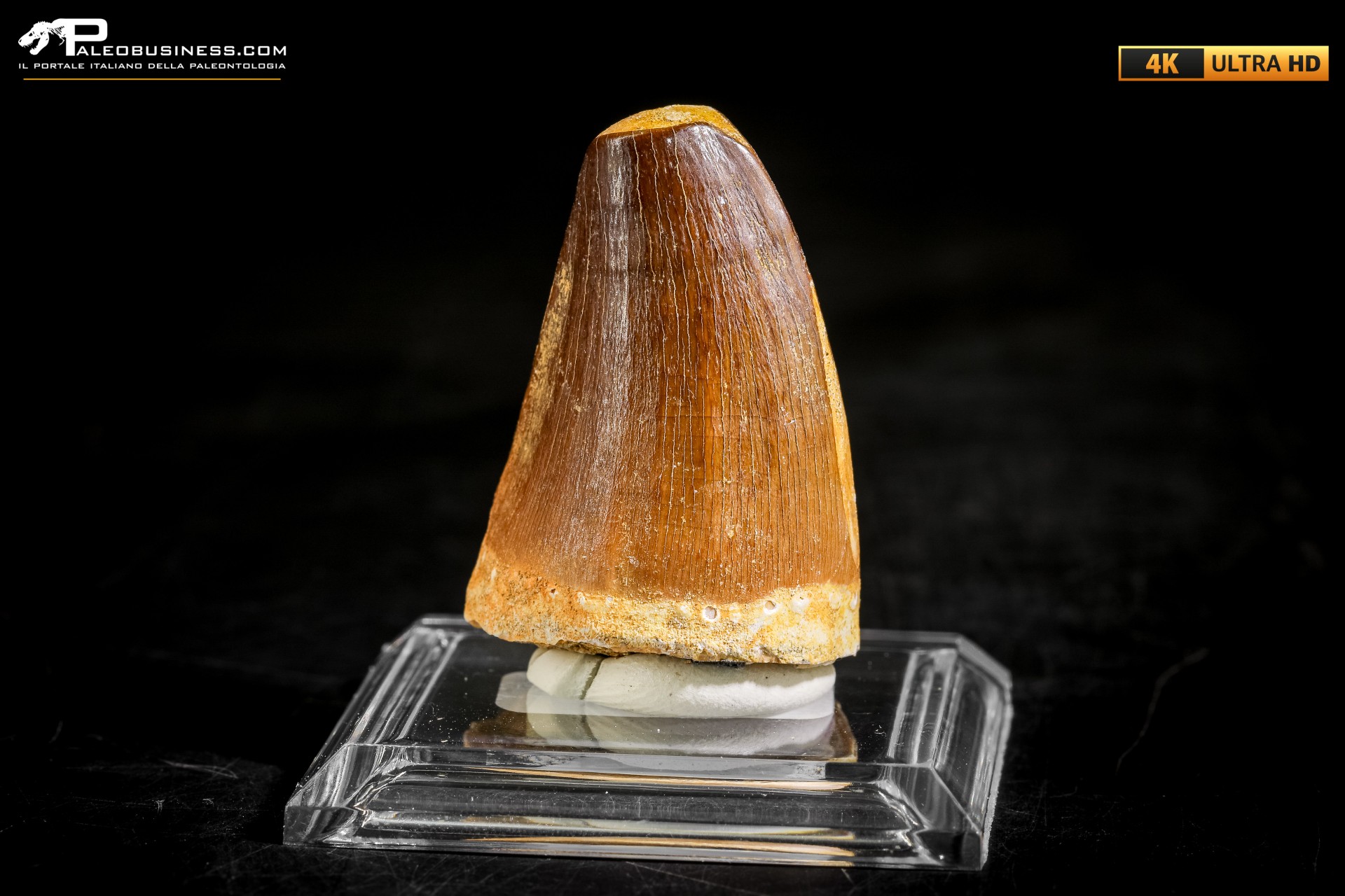 Dente fossile di Mosasaurus sp.