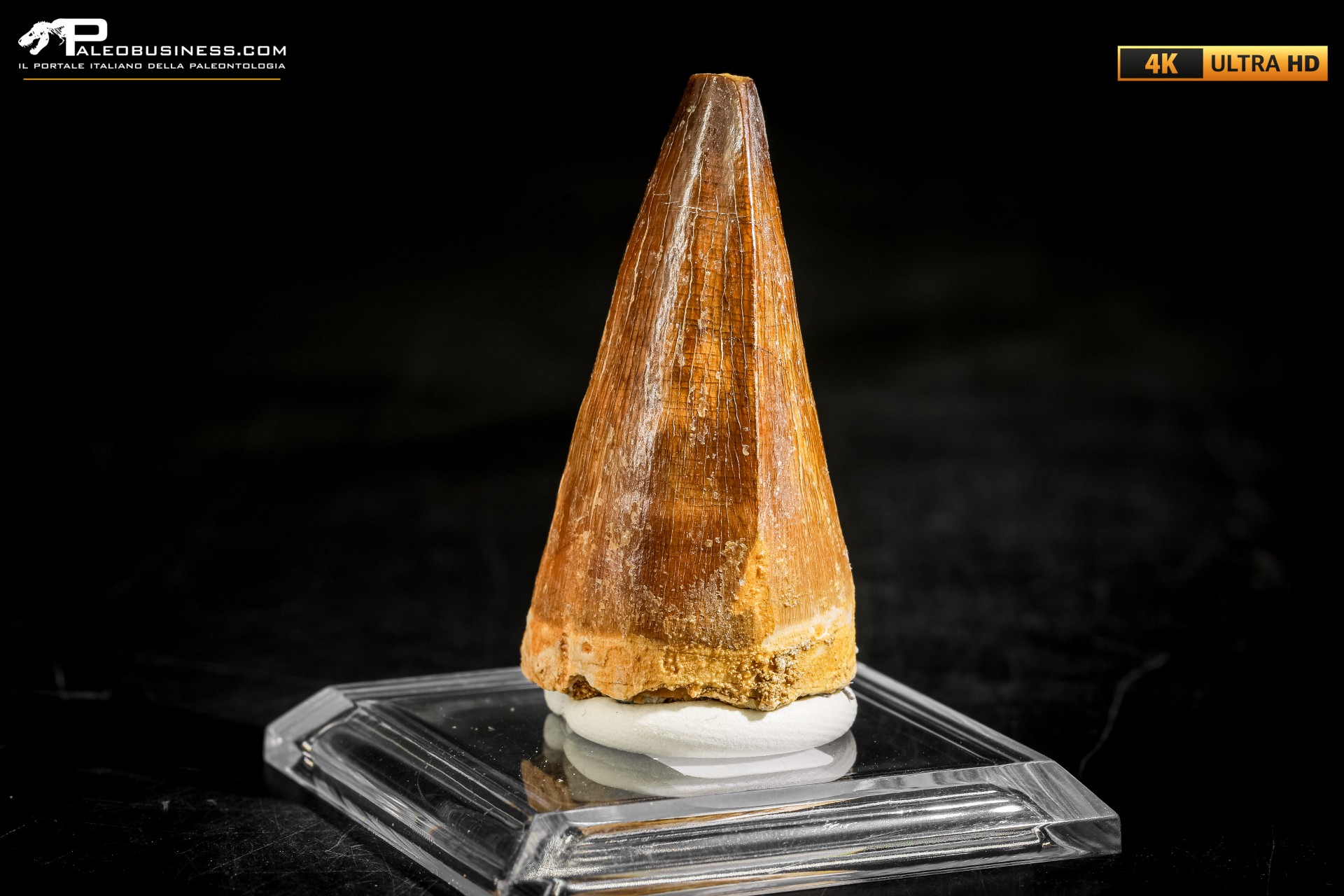 Dente fossile di Mosasaurus sp.