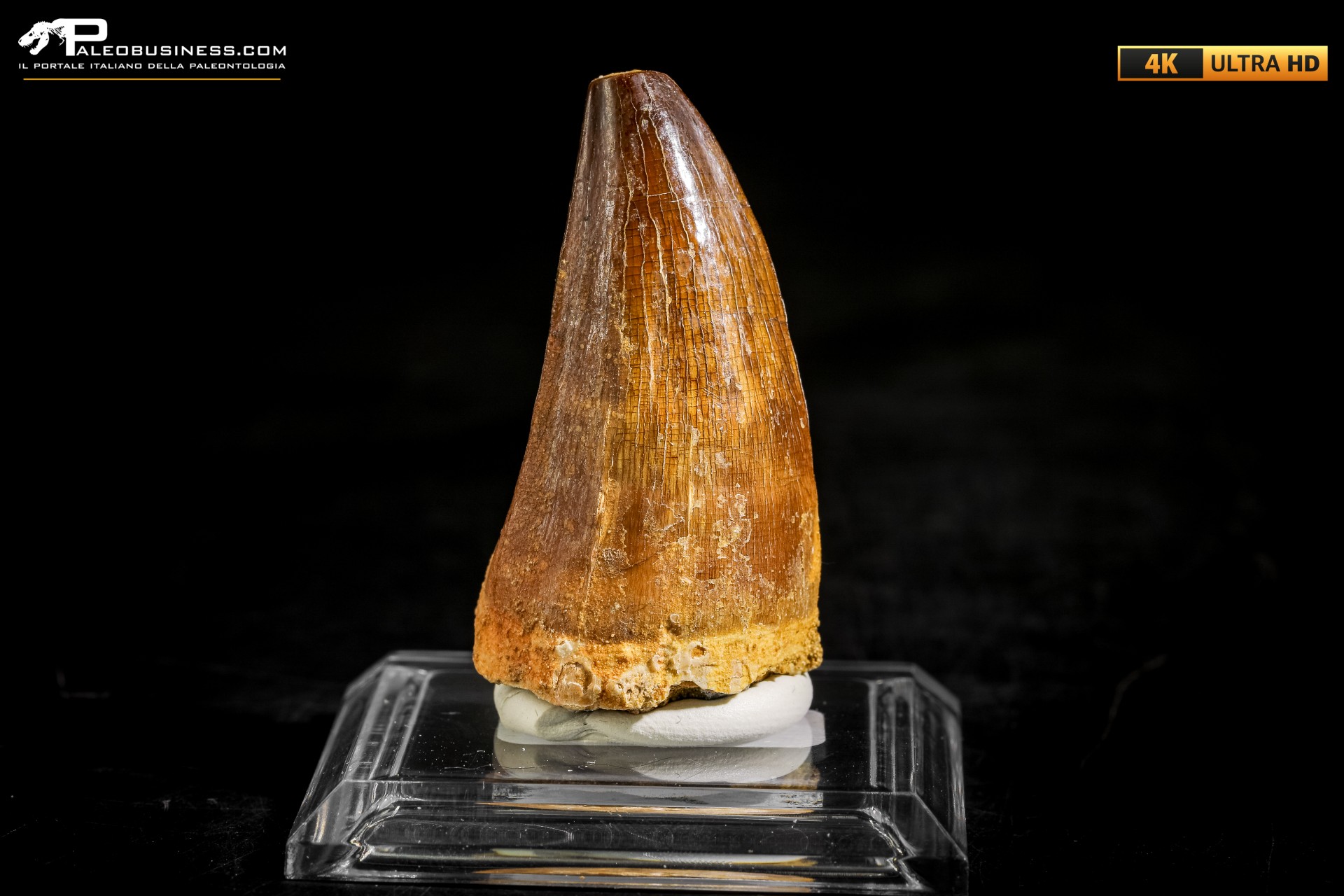 Dente fossile di Mosasaurus sp.
