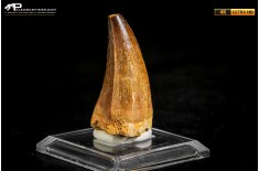 Dente fossile di Mosasaurus sp.