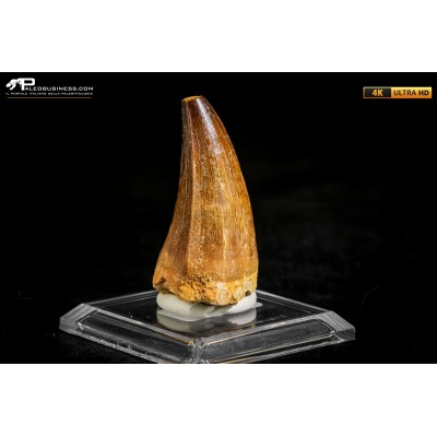Dente fossile di Mosasaurus sp.