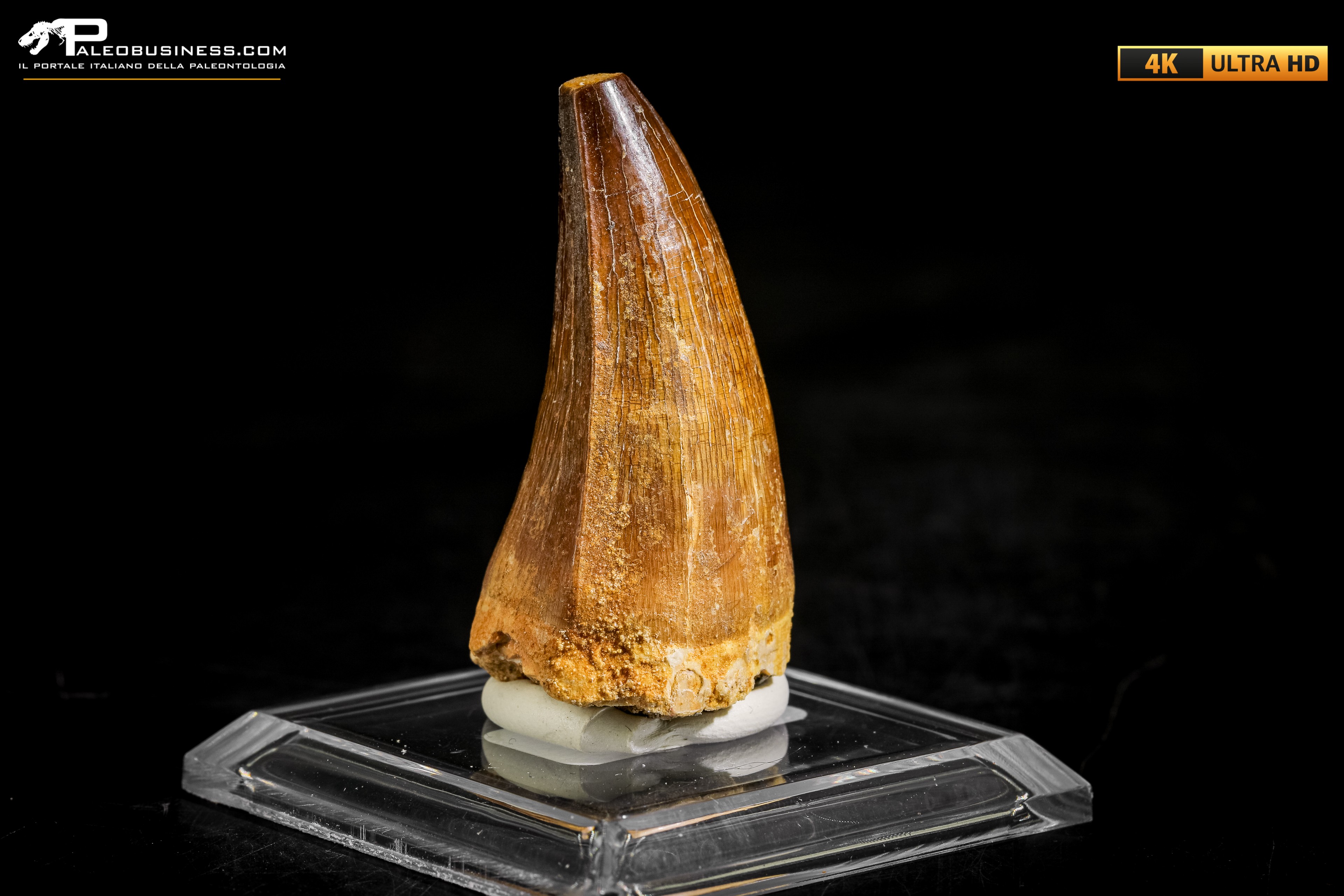 Dente fossile di Mosasaurus sp.