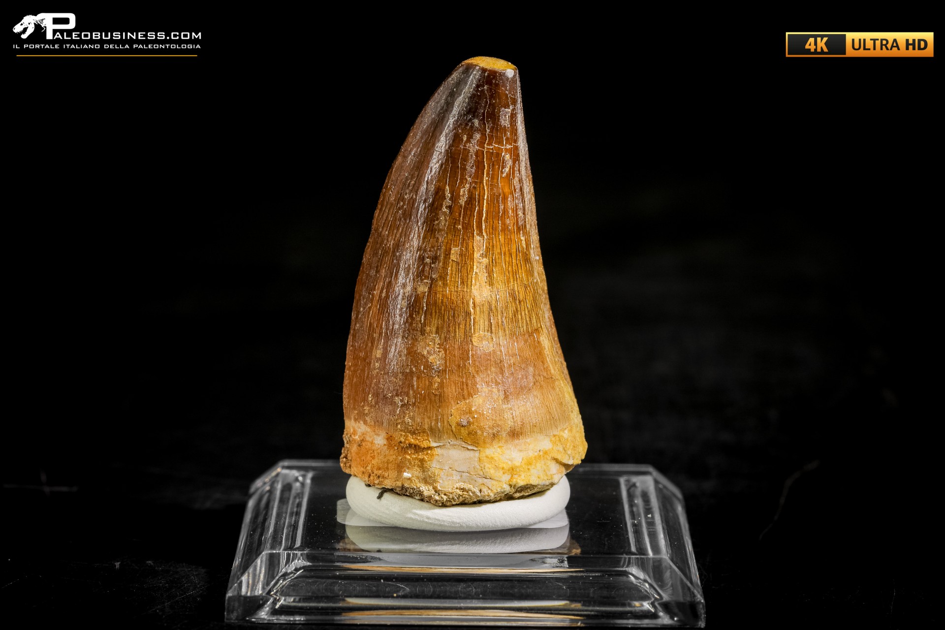 Dente fossile di Mosasaurus sp.