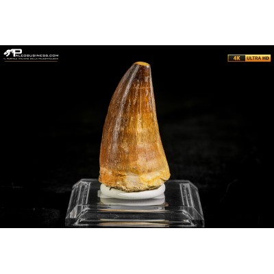 Dente fossile di Mosasaurus sp.
