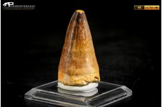 Dente fossile di Mosasaurus sp.