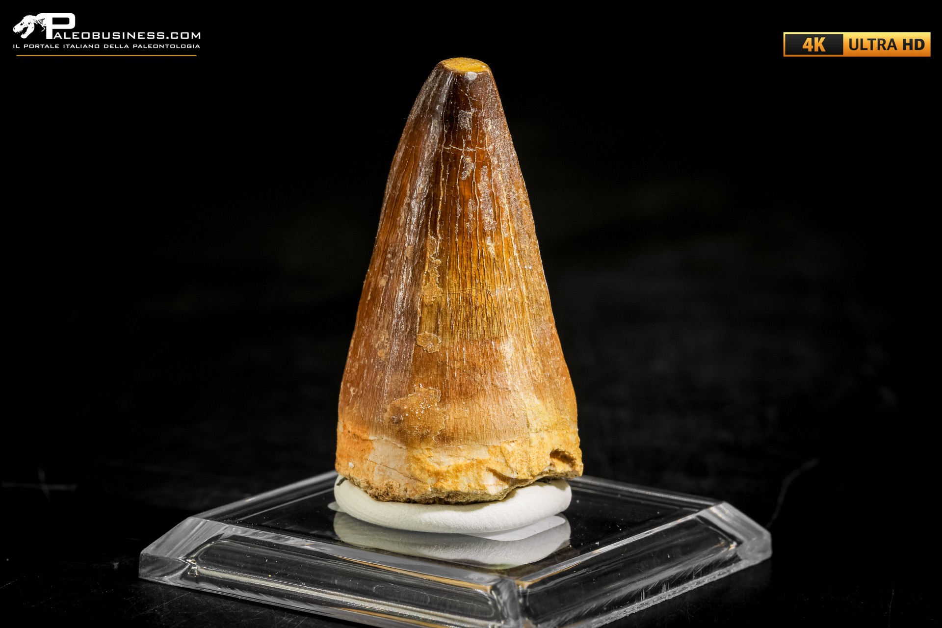 Dente fossile di Mosasaurus sp.