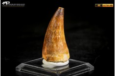 Dente fossile di Mosasaurus sp.