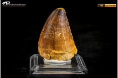 Dente fossile di Mosasaurus sp.