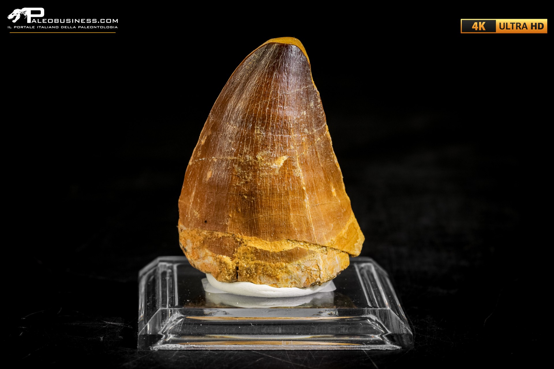Dente fossile di Mosasaurus sp.