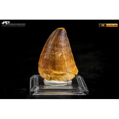 Dente fossile di Mosasaurus sp.