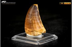 Dente fossile di Mosasaurus sp.