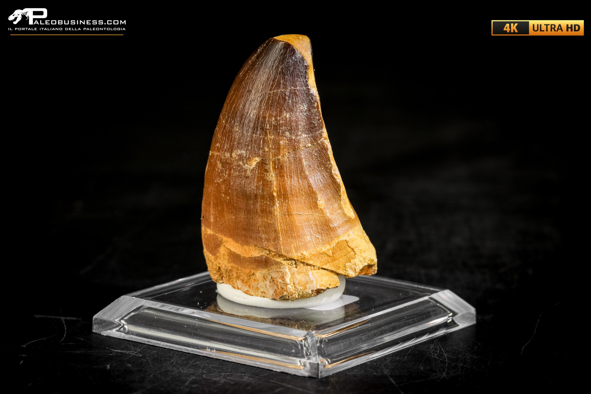 Dente fossile di Mosasaurus sp.