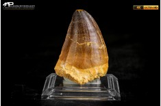 Dente fossile di Mosasaurus sp.