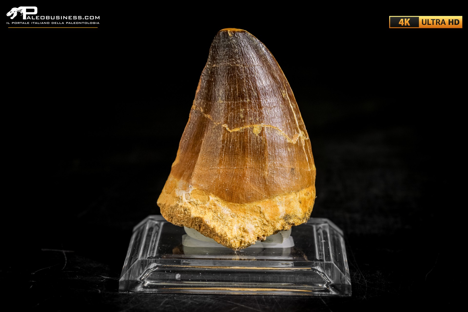 Dente fossile di Mosasaurus sp.