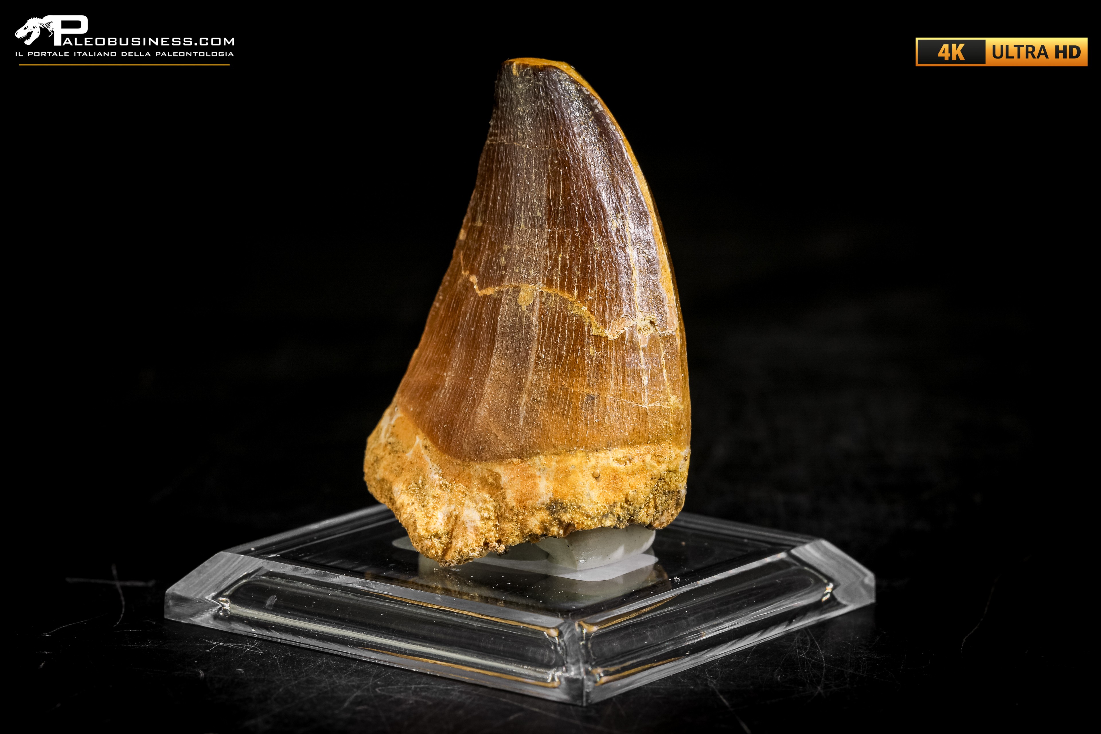 Dente fossile di Mosasaurus sp.