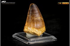 Dente fossile di Mosasaurus sp.