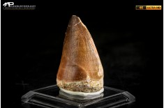 Dente fossile di Mosasaurus sp.