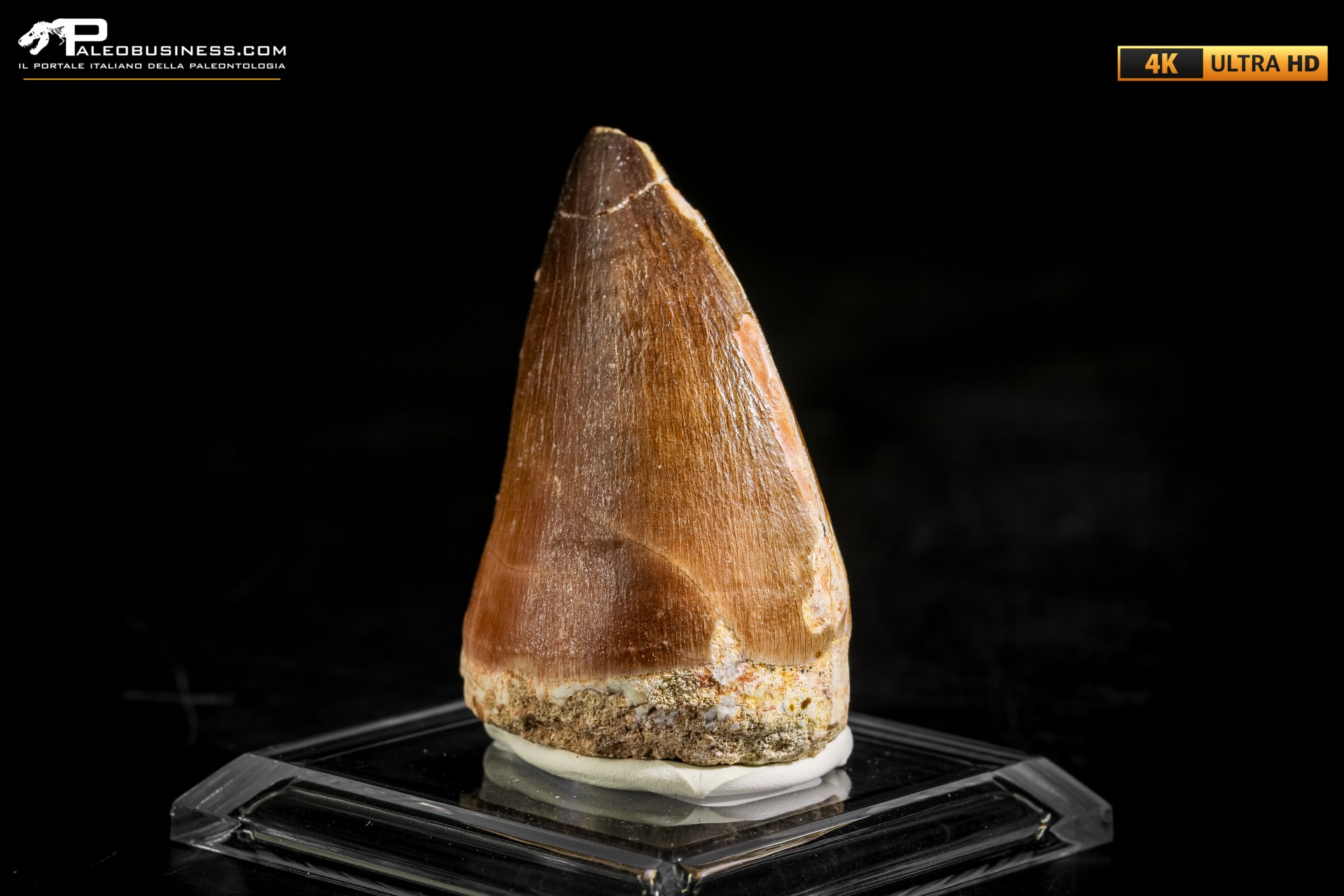 Dente fossile di Mosasaurus sp.