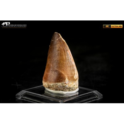 Dente fossile di Mosasaurus sp.
