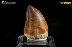 Dente fossile di Mosasaurus sp.