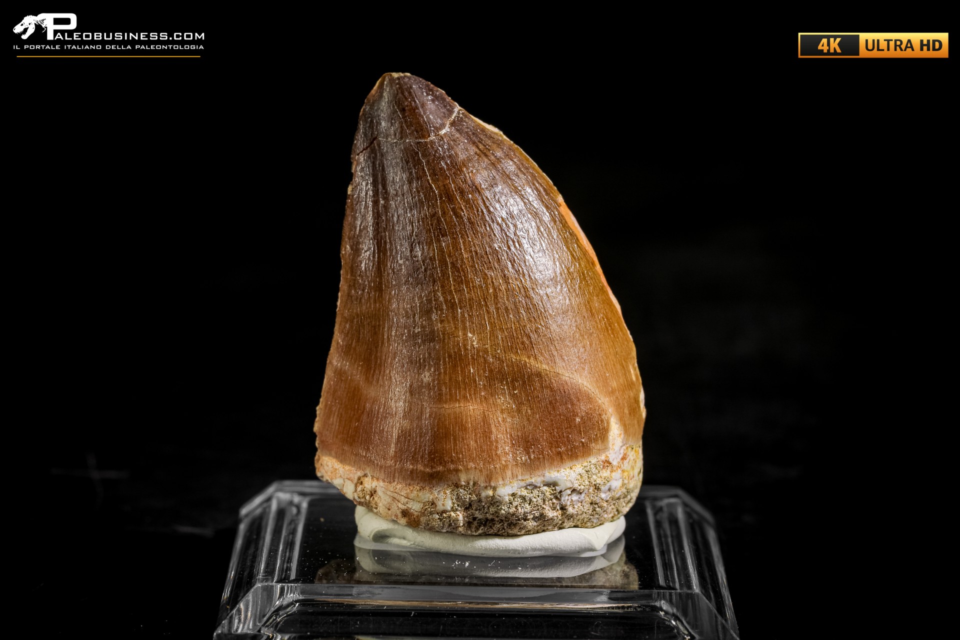 Dente fossile di Mosasaurus sp.