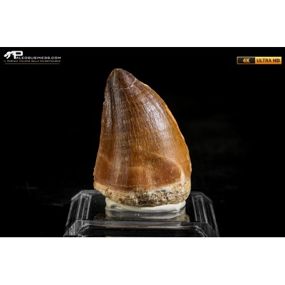 Dente fossile di Mosasaurus sp.