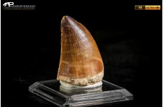 Dente fossile di Mosasaurus sp.