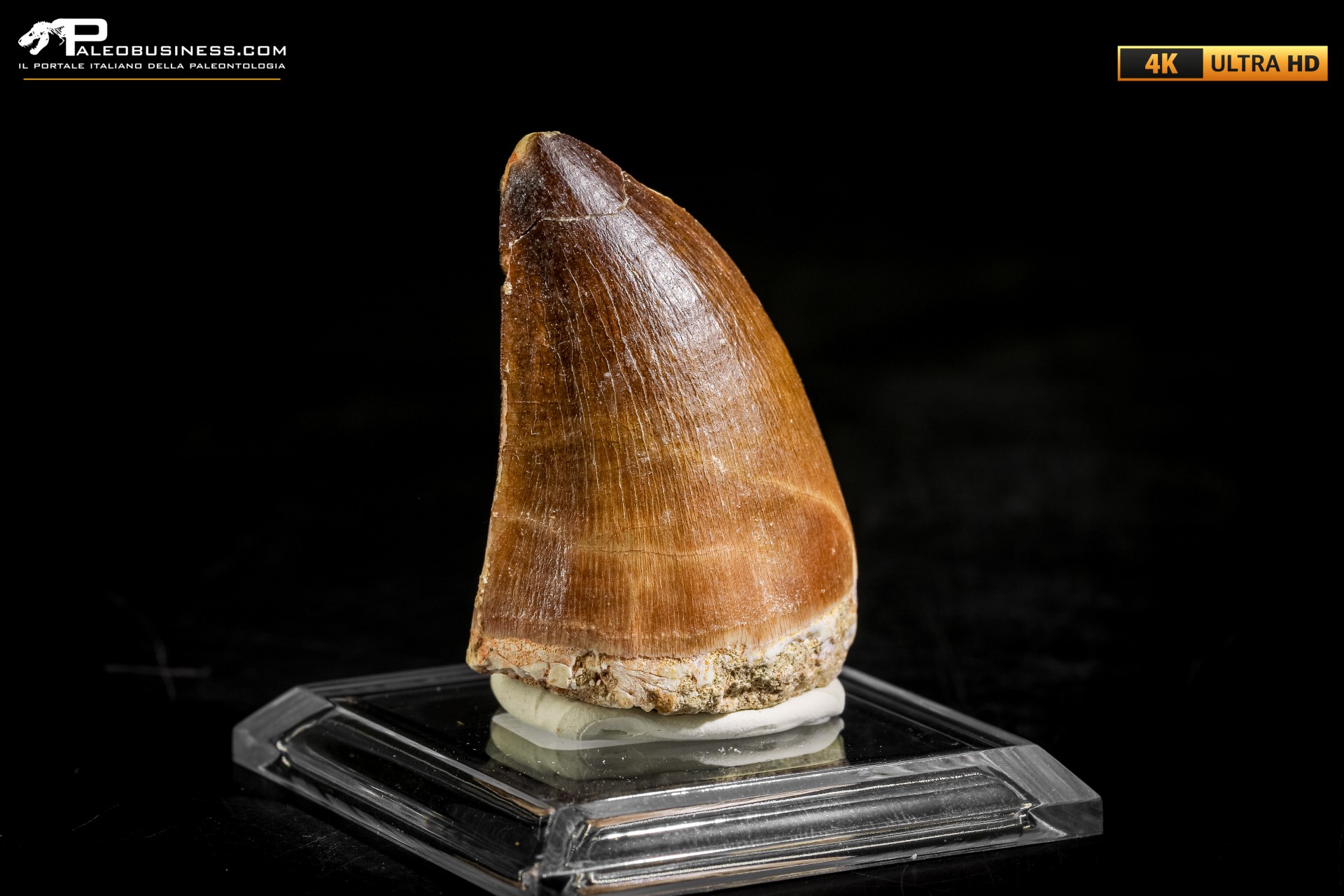 Dente fossile di Mosasaurus sp.