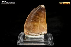 Dente fossile di Mosasaurus sp.