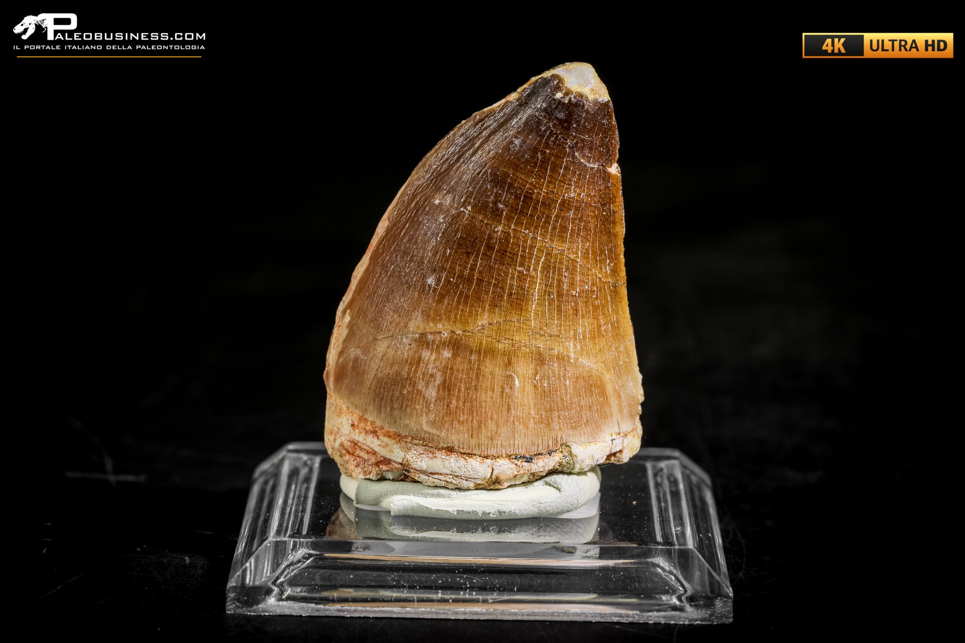 Dente fossile di Mosasaurus sp.