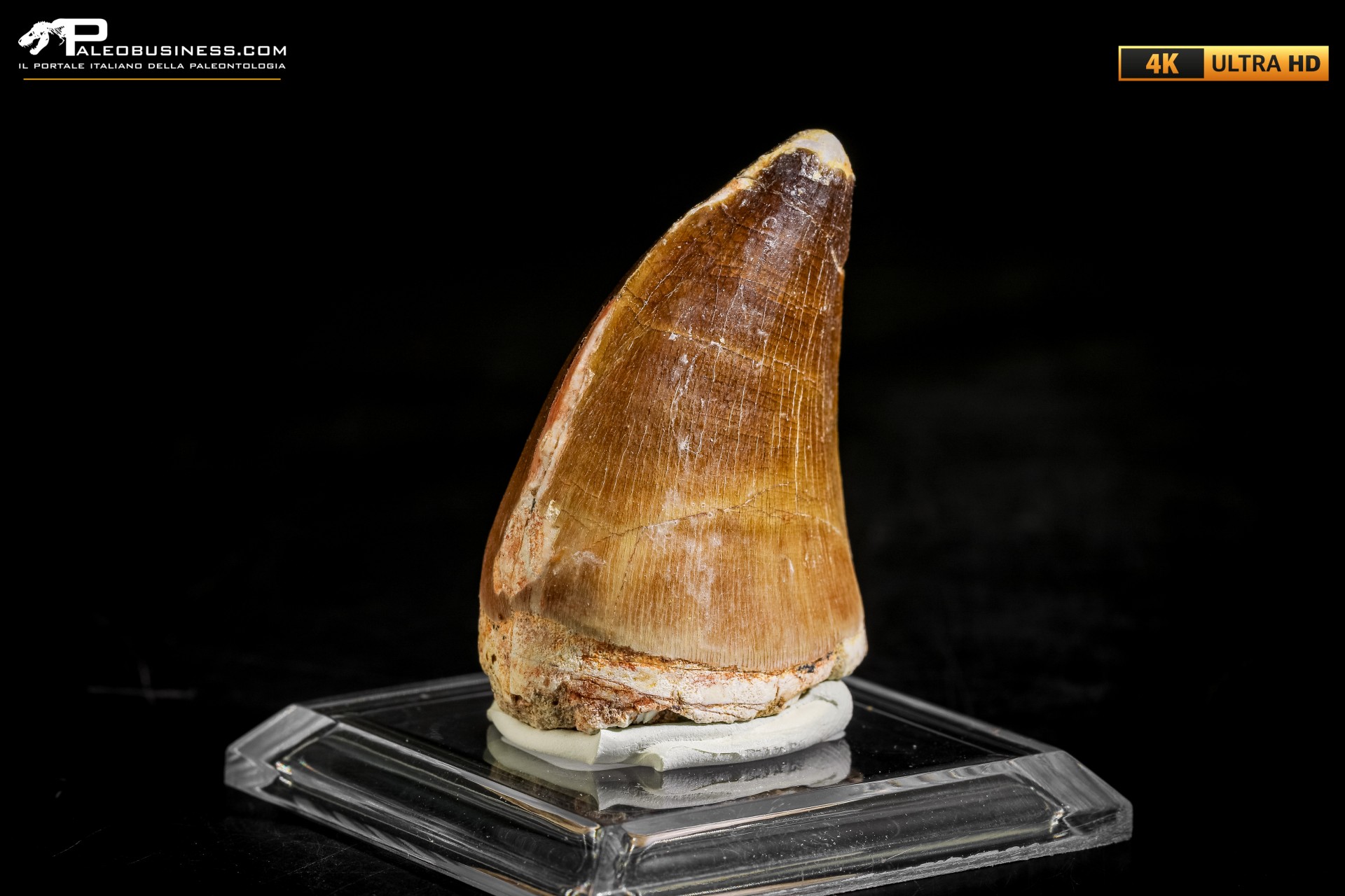 Dente fossile di Mosasaurus sp.