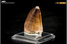 Dente fossile di Mosasaurus sp.