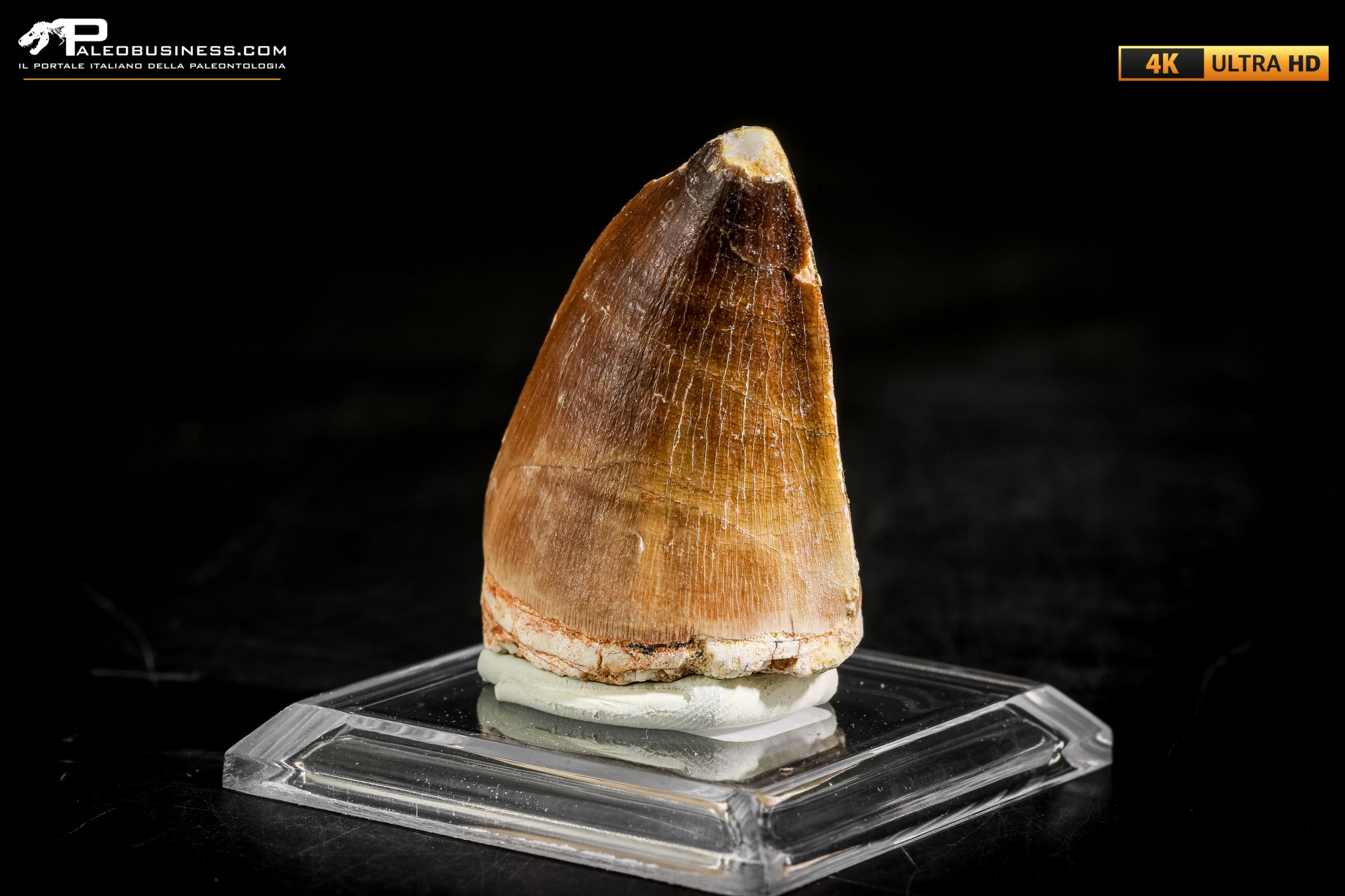 Dente fossile di Mosasaurus sp.