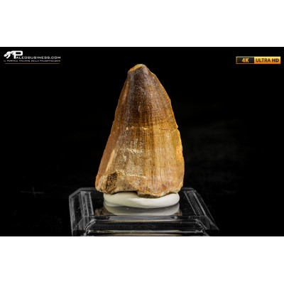 Dente fossile di Mosasaurus sp.
