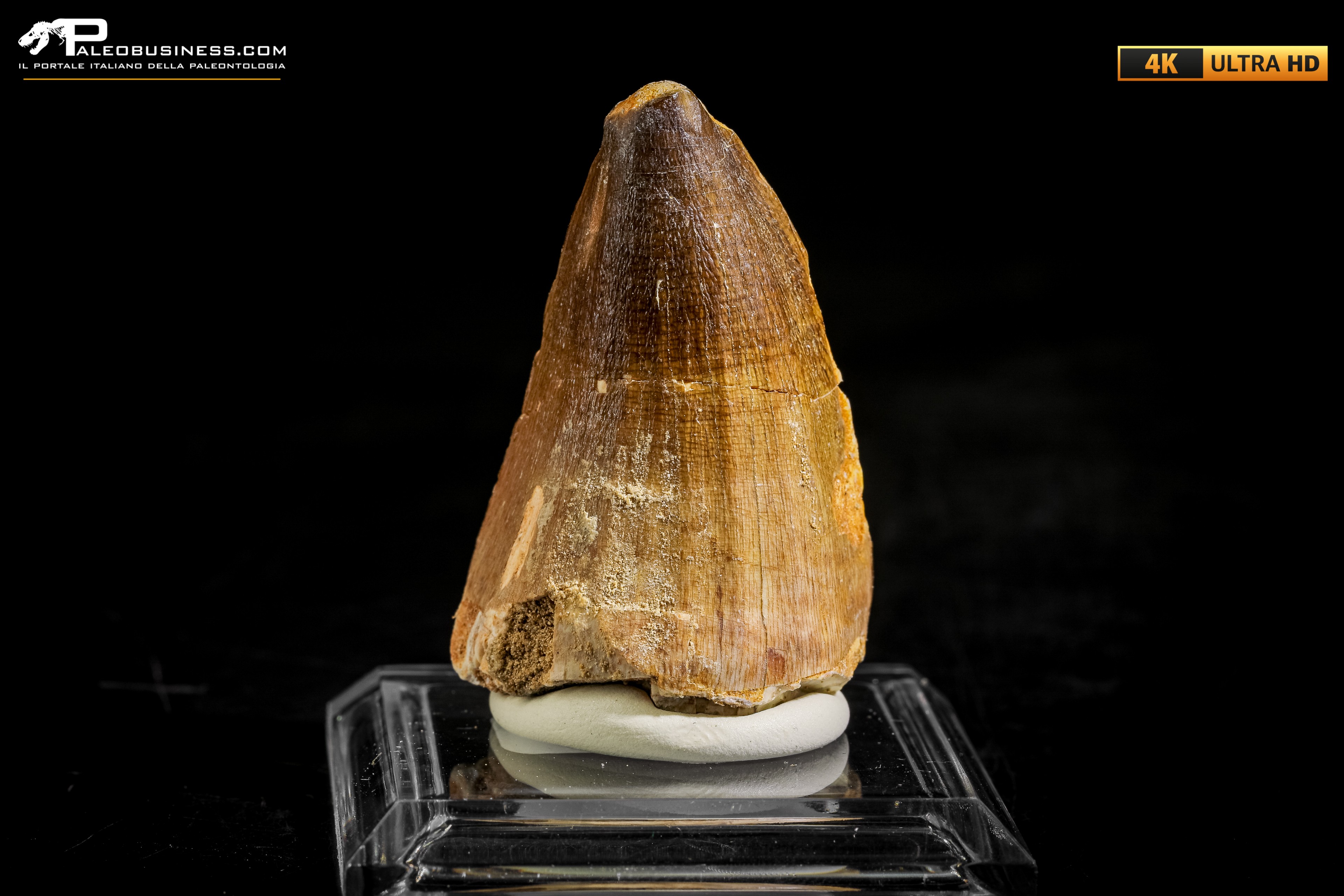 Dente fossile di Mosasaurus sp.