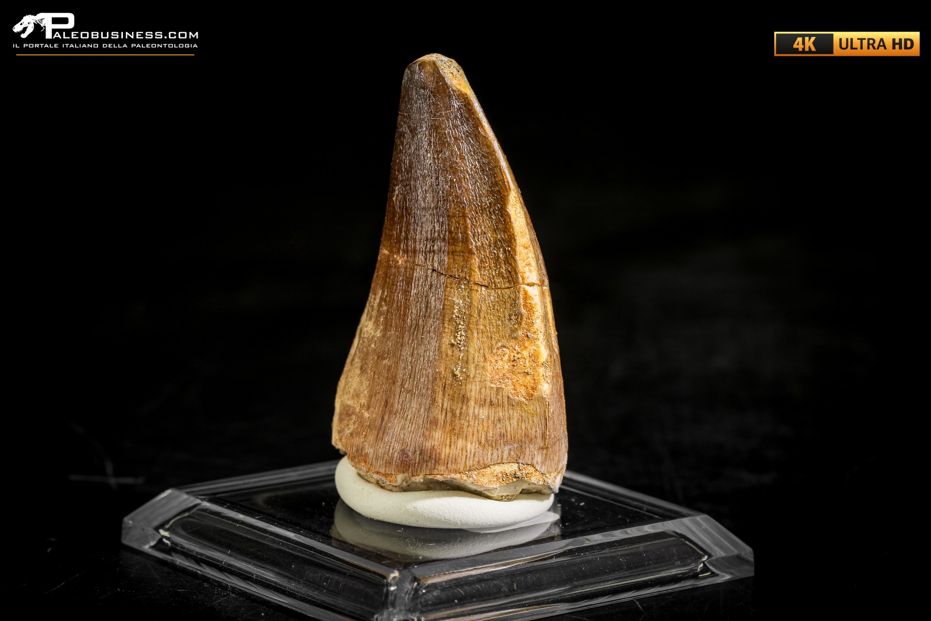 Dente fossile di Mosasaurus sp.